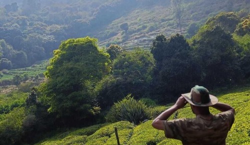 Superior Studio, Mountain View