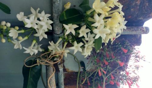 One-Bedroom Standard Apartment