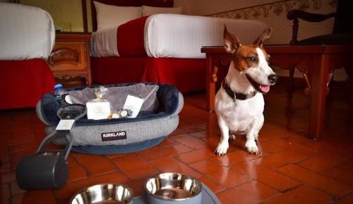 Standard Double - Dog Friendly