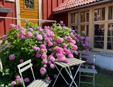 Double Room with Patio