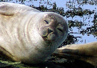 King Room with Sea View