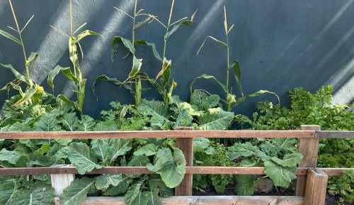 Studio with Ocean View