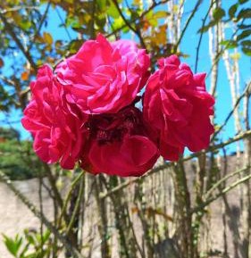 Family Room with Balcony