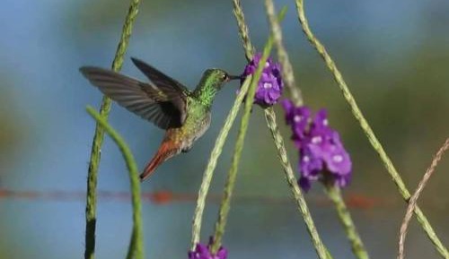Bungalow with Sea View