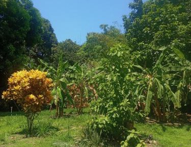 Triple Room with Terrace