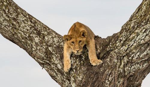 Royal Suite Safari Experience