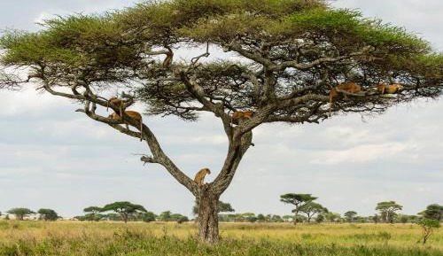 Two-Bedroom Royal Suite Safari Experience