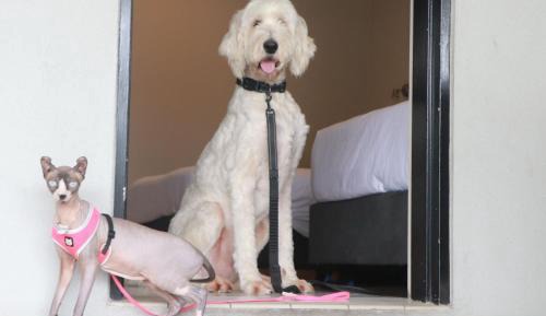 Pet Friendly Queen Room