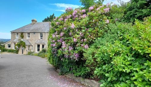 King Room with Garden View
