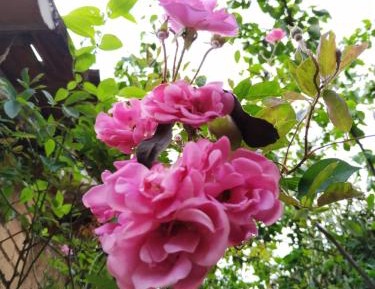 Quadruple Room with Private Bathroom