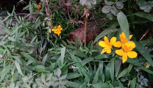 Cottage with Garden View