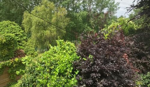 Studio with Garden View