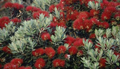 Two-Bedroom Cottage - Te Koinga 