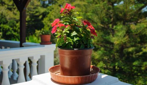 Apartment with Garden View