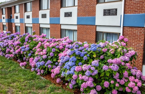 Main Street Hyannis Hotel | Hyannis Plaza Hotel