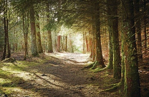 North York Moors National Park Cabin | 1 bedroom accommodation in Cropton, Pickering