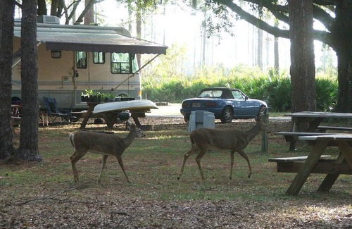 Sebring Cottage | Cozy Cottage Brand New Sebring 2 Bed/1 Bath Special -1195 Monthly