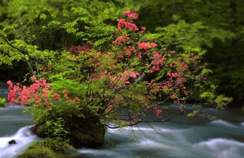 Towada House | SmokingJapanesestyle room 10 tatami no meals / Towada Aomori