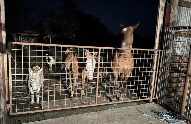 Farmhouse Studio The Tackroom-animals and a pool!