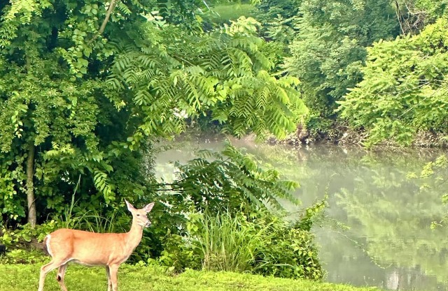 Almost Heaven at the River, a boutique 3BR/2BA retreat along the Tygart River.