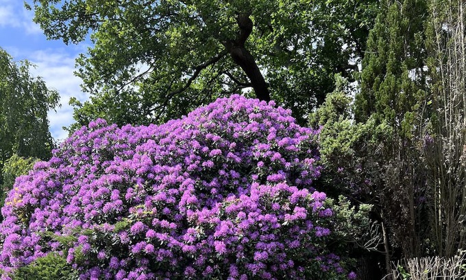 High Barnet Cottage | Cottage with 2000 SQM beautiful Garden