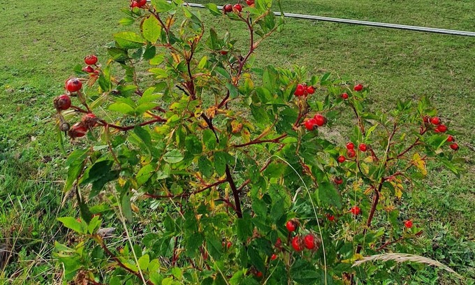 Schoeneberg b. Angermuende Cottage | Ferienglück am Schiffshebewerk