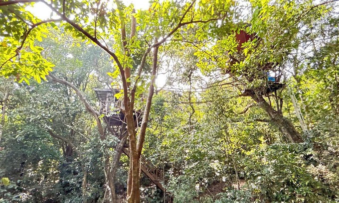 Sakleshpur Cabin | Treedom Treehouse Eco-Restoration getaway in the Jungles of South India